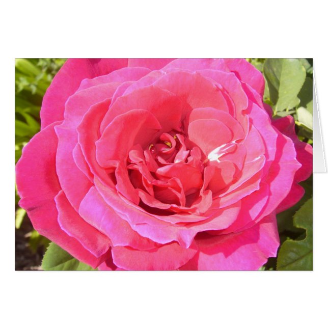 pink rose (Front Horizontal)