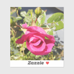 Pink Rose #2