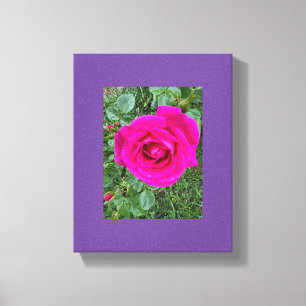 Pink Rose #3 Canvas Print