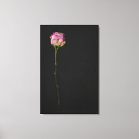 Pink rose 3