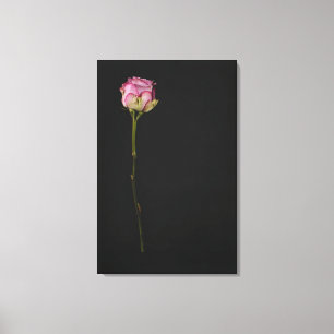 Pink rose 3 canvas print