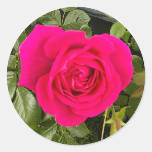 Pink Rose#4 Classic Round Sticker