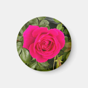 Pink Rose #4 Magnet