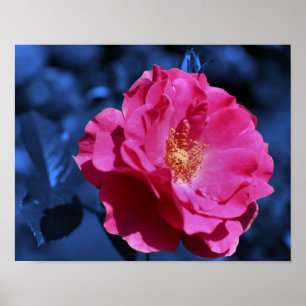 Pink Rose Abstact Blue Tint Flower  Poster