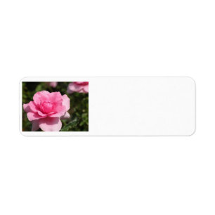 Pink Rose Address Labels