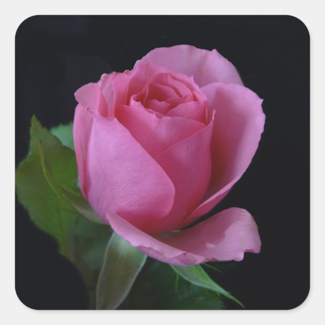 Pink Rose AH2011 Square Sticker (Front)