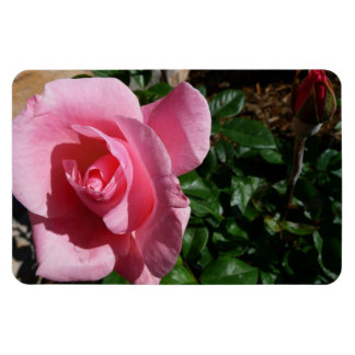 Pink Rose and Bud Garden Floral Magnet