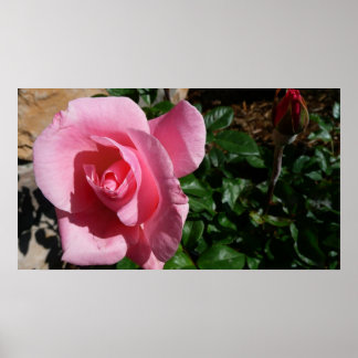 Pink Rose and Bud Garden Floral Poster
