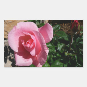 Pink Rose and Bud Garden Floral Rectangular Sticker