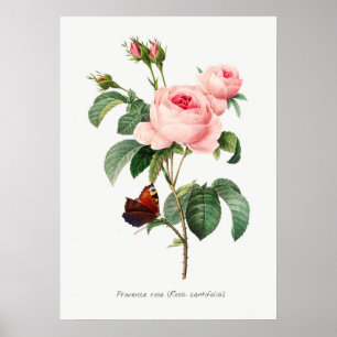 Pink Rose and Butterfly Botanical Illustration Poster