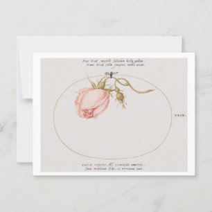 Pink Rose and Rosebud (1575-1580) Postcard