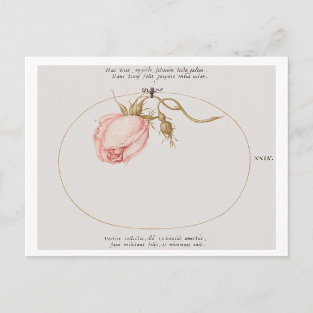 Pink Rose and Rosebud (1575-1580)  Postcard (Front)