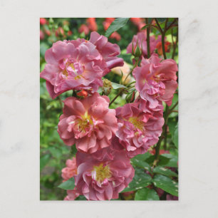 Pink rose beauty postcard