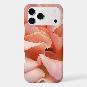 pink rose bloom
