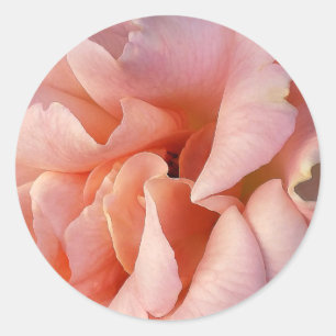 pink rose bloom classic round sticker