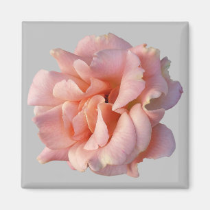 pink rose bloom magnet
