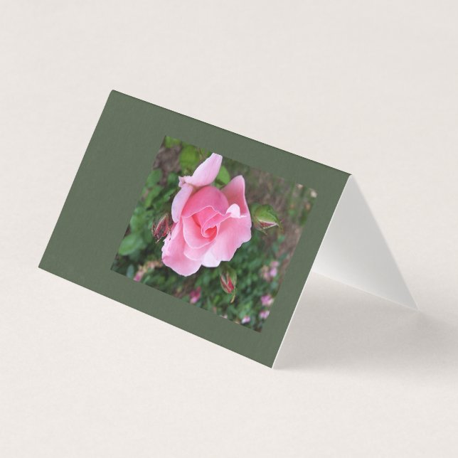 pink rose blooming (Front)