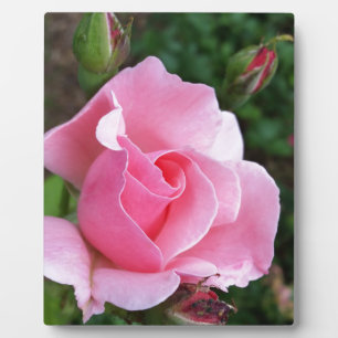 pink rose blooming plaque