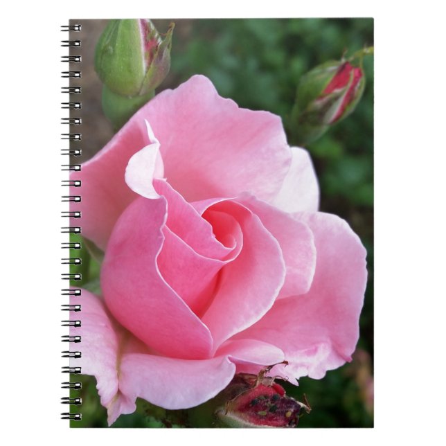pink rose blooming spiral notebook (Front)