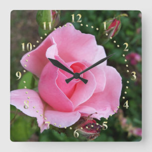 pink rose blooming square wall clock