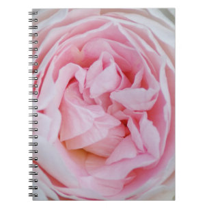 Pink Rose Blossom Pink Roses rosebud Petals Flower Notebook