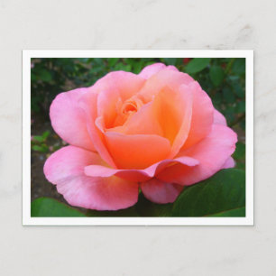 Pink Rose (bordered) Postcard
