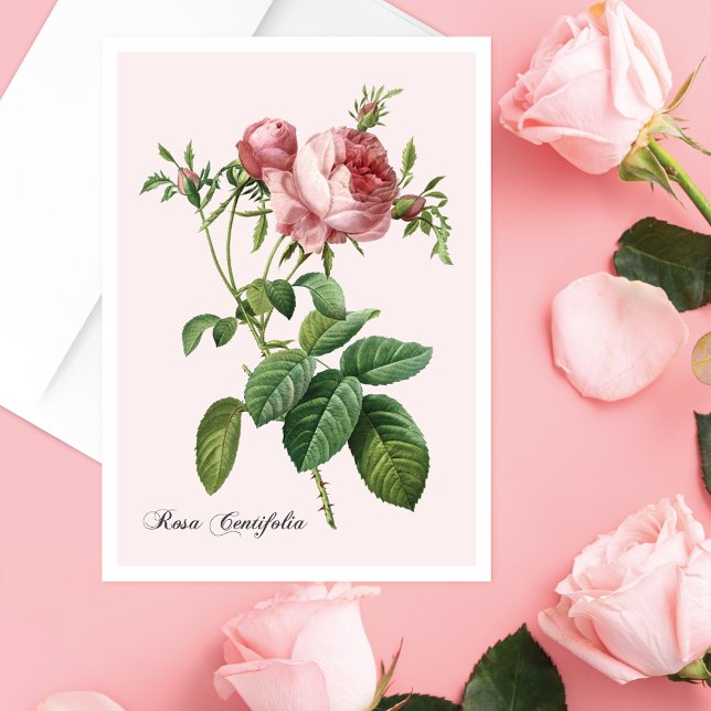 Pink Rose Botanical Art Note Card (Creator Uploaded)