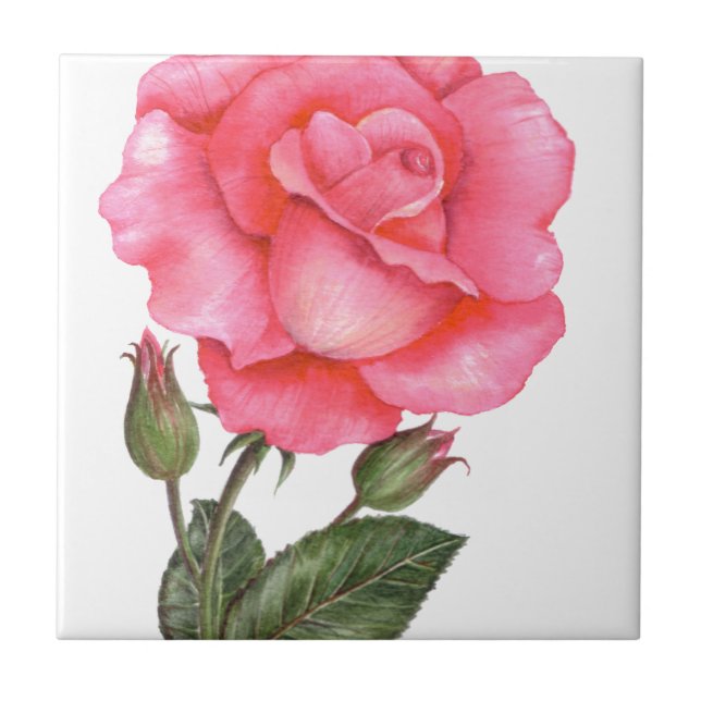 Pink Rose Botanical Illustration Tile (Front)