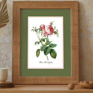 Pink Rose Botanical Poster