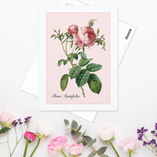 Pink Rose Botanical Redoute Postcard