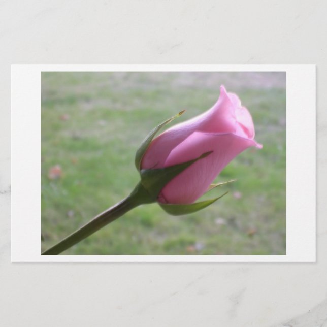 pink rose bud (Front)