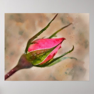 Pink Rose Bud Garden Watercolor Style Art Poster