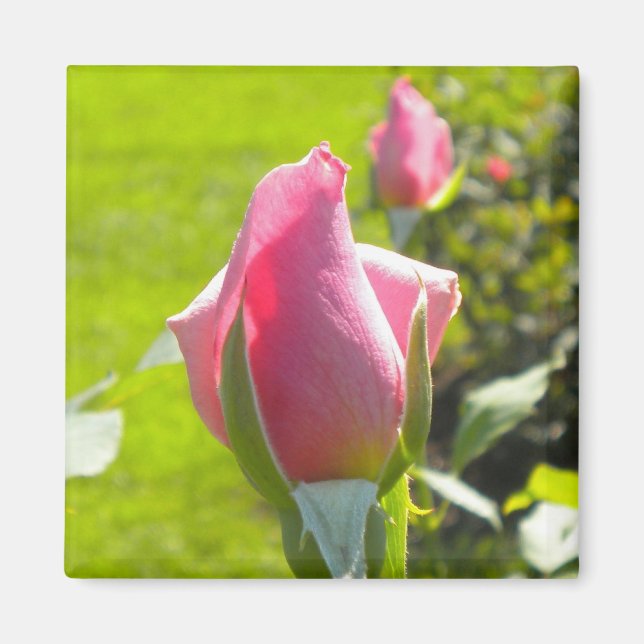 Pink Rose Bud Magnet (Front)