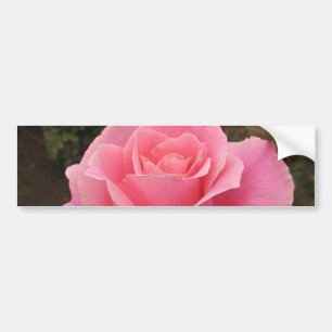 Pink Rose Bumper Sticker