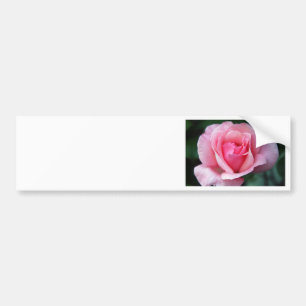 Pink Rose Bumper Sticker