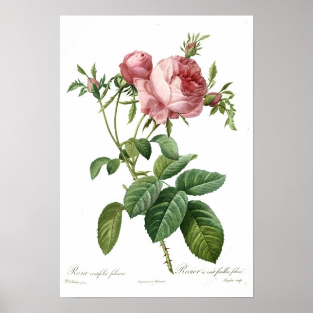 Pink Rose by Redoute Poster (Front)