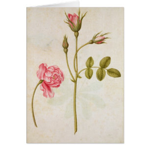 Pink Rose, c.1568