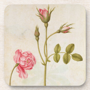 Pink Rose, c.1568 Coaster