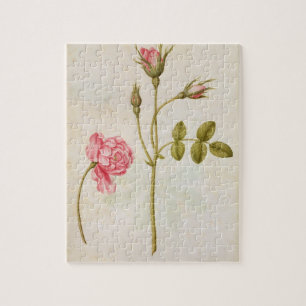 Pink Rose, c.1568 Jigsaw Puzzle