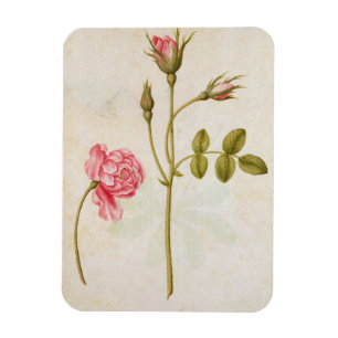 Pink Rose, c.1568 Magnet