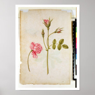 Pink Rose, c.1568 Poster