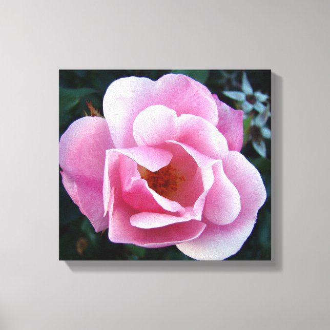 Pink Rose Canvas Print (Front)