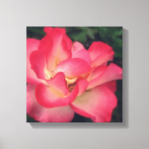 Pink Rose Canvas Print