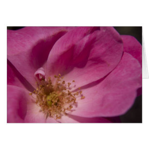 Pink Rose Card