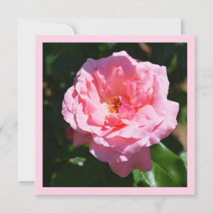 Pink rose card
