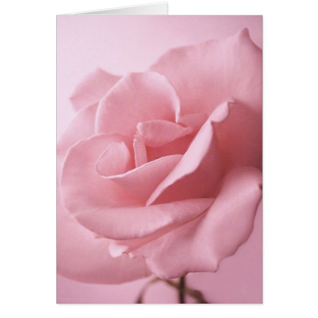 Pink Rose Card (Front)