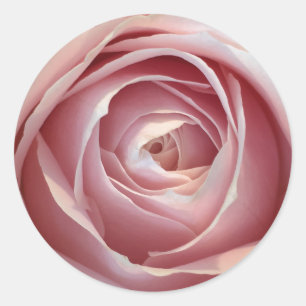 Pink Rose Circle Stickers