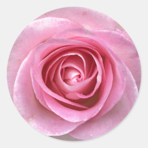Pink Rose Circle Stickers
