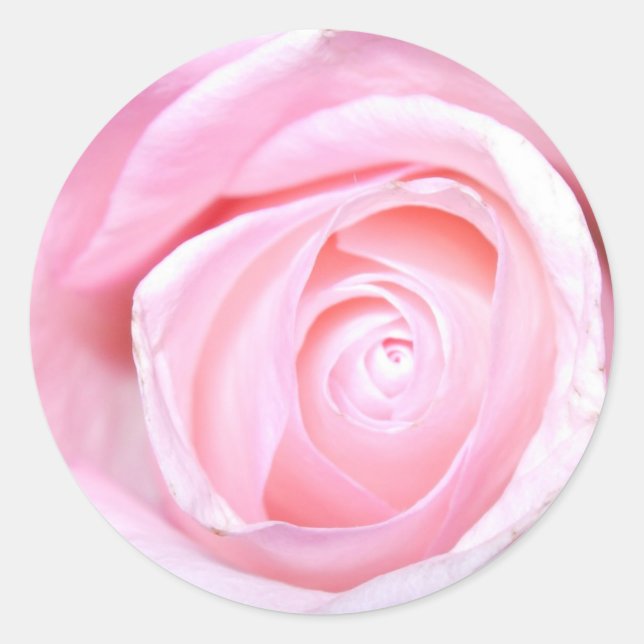 Pink Rose Classic Round Sticker (Front)