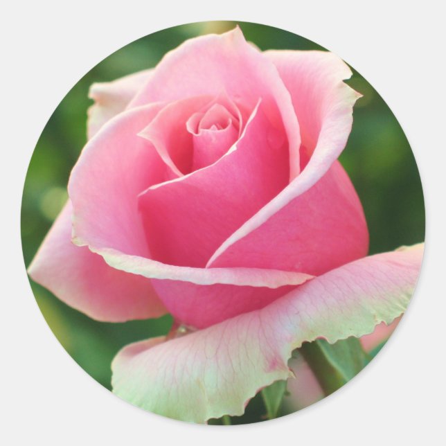 Pink Rose Classic Round Sticker (Front)